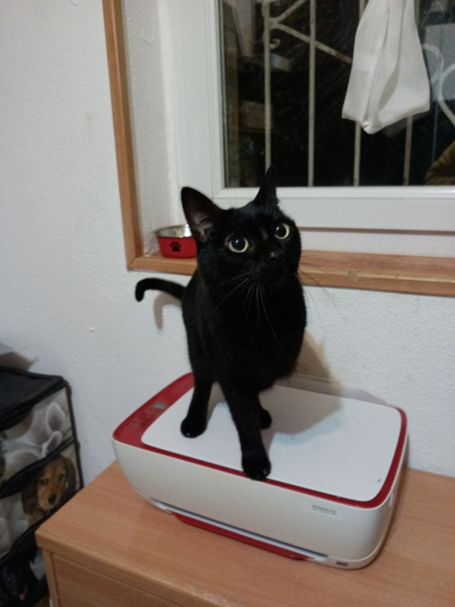 Sarandongo