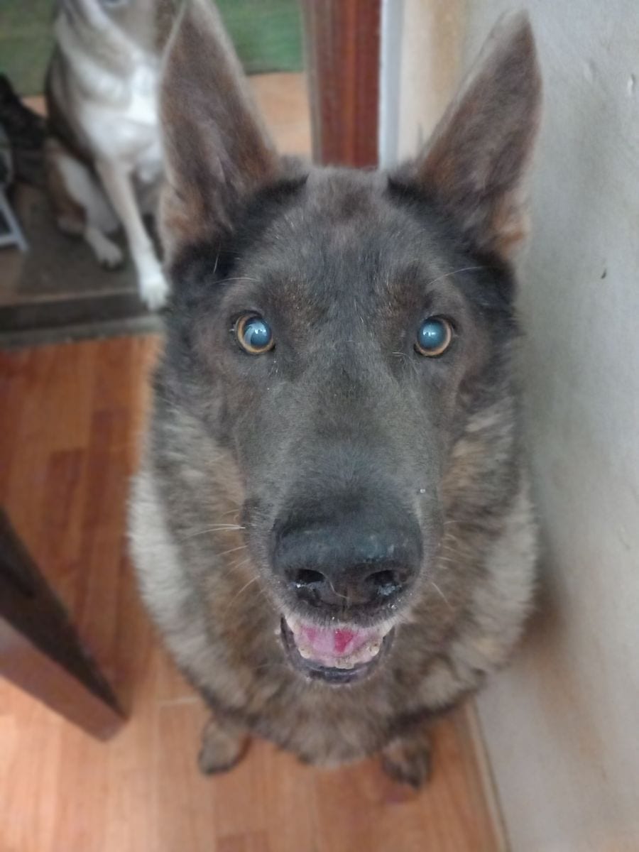 Lobo
